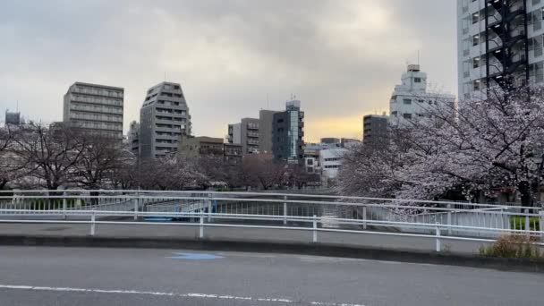 Flores Cerezo Japón Tokio — Vídeos de Stock