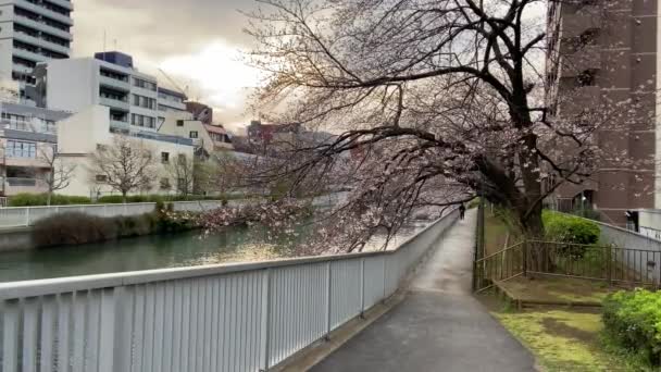 Kirschblüten Japan Tokio — Stockvideo