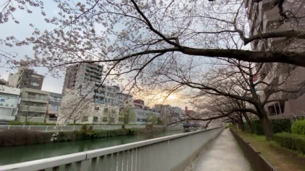 Flores Cereja Japão Tóquio — Vídeo de Stock