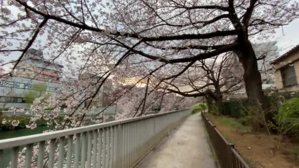Kwiat Wiśni Japonii Tokio — Wideo stockowe