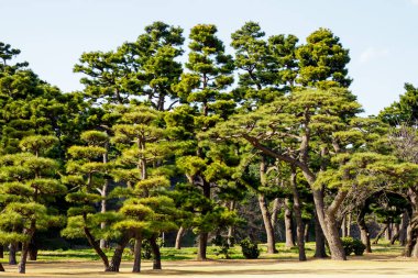 Japonya 'daki Tokyo İmparatorluk Sarayı