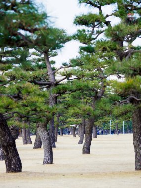 Japonya 'daki Tokyo İmparatorluk Sarayı