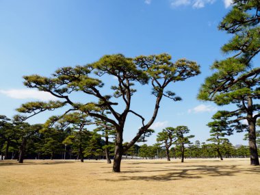 Japonya 'daki Tokyo İmparatorluk Sarayı