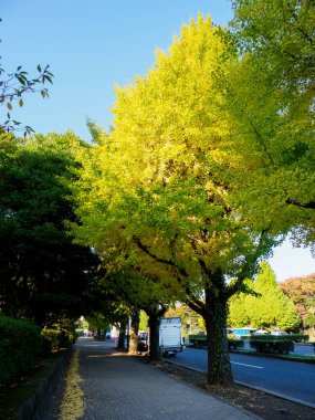Japonya 'daki Tokyo İmparatorluk Sarayı