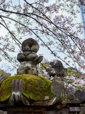 Japonya 'da kiraz çiçekleri, Tokyo