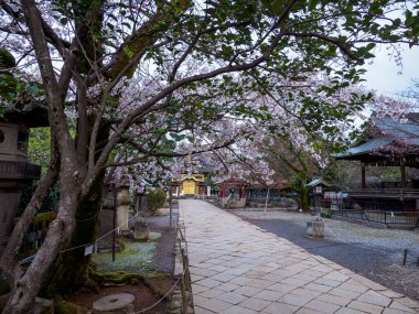 Japonya 'da kiraz çiçekleri, Tokyo