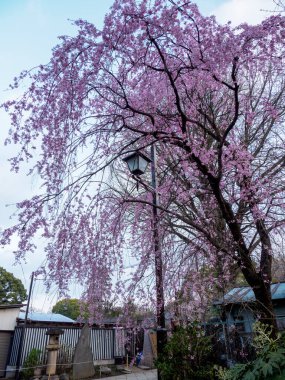 Japonya 'da kiraz çiçekleri, Tokyo