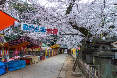 Japonya 'da kiraz çiçekleri, Tokyo