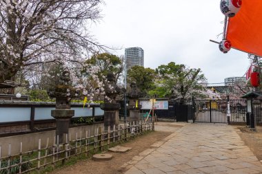 Japonya 'da kiraz çiçekleri, Tokyo