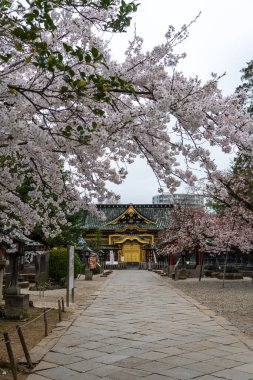 Japonya 'da kiraz çiçekleri, Tokyo