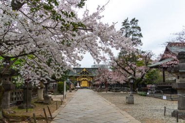 Japonya 'da kiraz çiçekleri, Tokyo