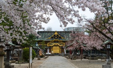 Japonya 'da kiraz çiçekleri, Tokyo