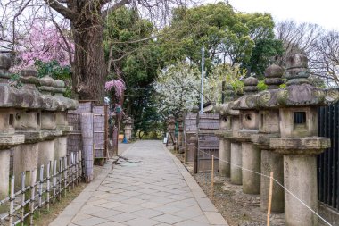 Japonya 'da kiraz çiçekleri, Tokyo