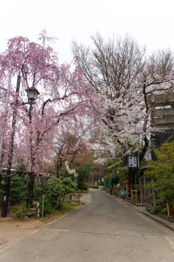 Japonya 'da kiraz çiçekleri, Tokyo