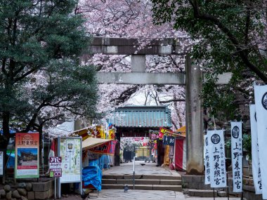 Japonya 'da kiraz çiçekleri, Tokyo