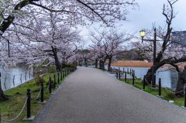 Japonya 'da kiraz çiçekleri, Tokyo