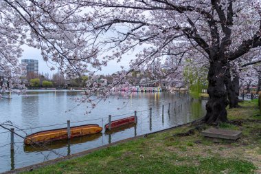 Japonya 'da kiraz çiçekleri, Tokyo