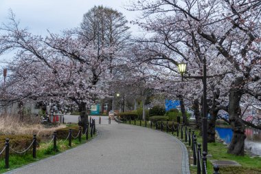 Japonya 'da kiraz çiçekleri, Tokyo