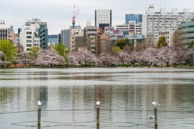 Japonya 'da kiraz çiçekleri, Tokyo