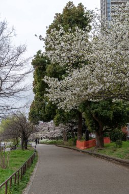 Japonya 'da kiraz çiçekleri, Tokyo