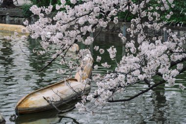 Japonya 'da kiraz çiçekleri, Tokyo