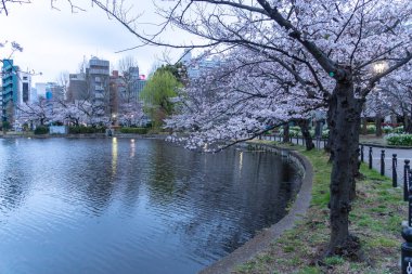 Japonya 'da kiraz çiçekleri, Tokyo
