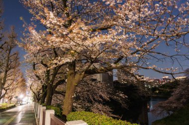 Japonya 'da kiraz çiçekleri, Tokyo