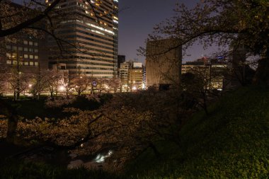 Japonya 'da kiraz çiçekleri, Tokyo