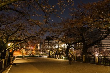 Japonya 'da kiraz çiçekleri, Tokyo