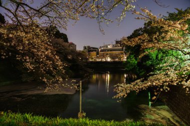 Japonya 'da kiraz çiçekleri, Tokyo