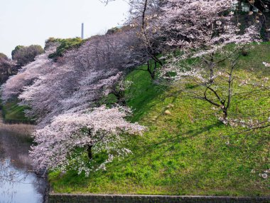Japonya 'da kiraz çiçekleri, Tokyo