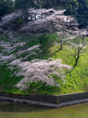 Japonya 'da kiraz çiçekleri, Tokyo