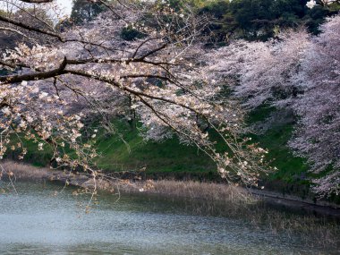 Japonya 'da kiraz çiçekleri, Tokyo