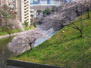 Japonya 'da kiraz çiçekleri, Tokyo