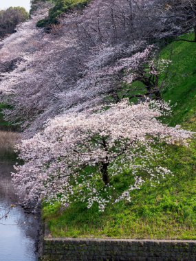Japonya 'da kiraz çiçekleri, Tokyo