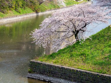 Japonya 'da kiraz çiçekleri, Tokyo