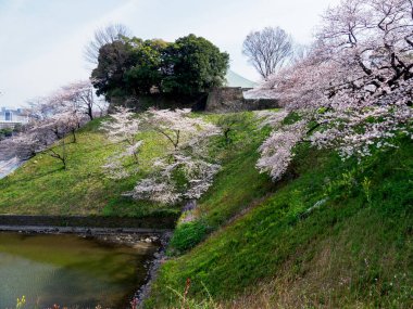 Japonya 'da kiraz çiçekleri, Tokyo