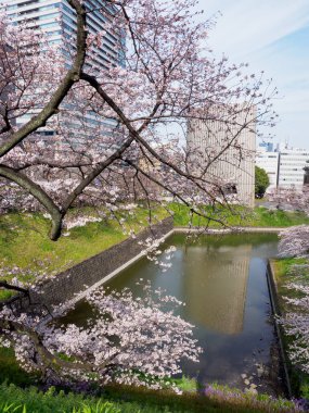 Japonya 'da kiraz çiçekleri, Tokyo