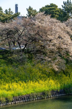 Japonya 'da kiraz çiçekleri, Tokyo