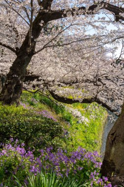 Japonya 'da kiraz çiçekleri, Tokyo