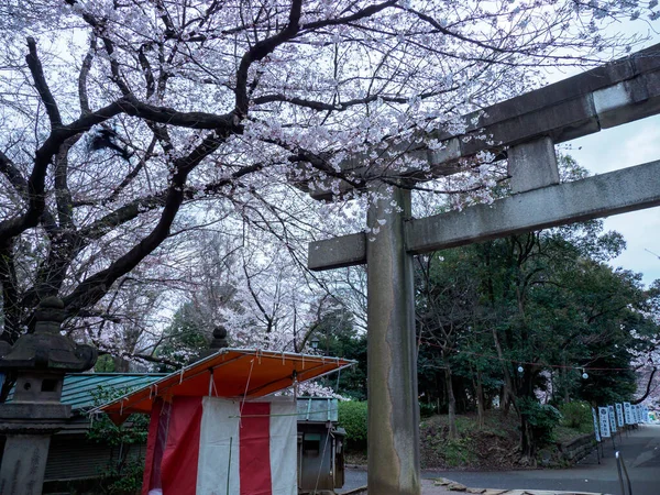 Fleurs Cerisier Tokyo Tokyo — Photo