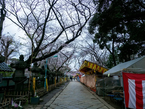 东京的樱花 — 图库照片