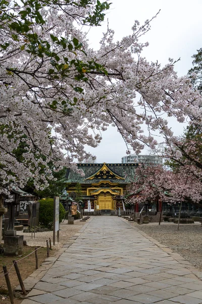 Kwiat Wiśni Japonii Tokio — Zdjęcie stockowe