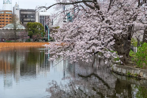 Fleurs Cerisier Tokyo Tokyo — Photo