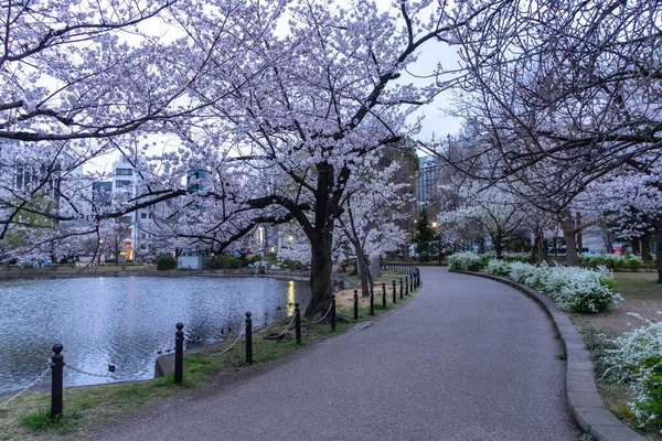 Japonya Kiraz Çiçekleri Tokyo — Stok fotoğraf