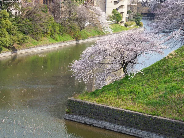 Kwiat Wiśni Japonii Tokio — Zdjęcie stockowe