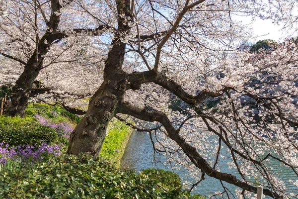 Japonya 'da kiraz çiçekleri, Tokyo