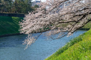 Japonya 'da kiraz çiçekleri, Tokyo