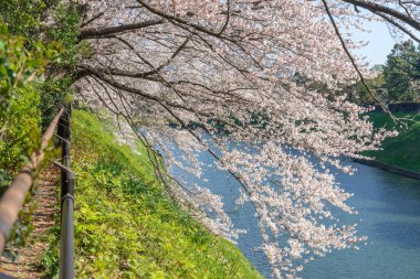 Japonya 'da kiraz çiçekleri, Tokyo