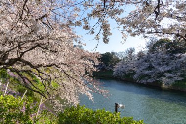 Japonya 'da kiraz çiçekleri, Tokyo